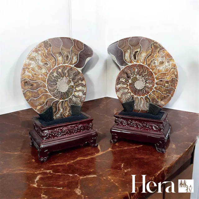 【HERA 赫拉】吉祥招財斑彩螺擺件(吉祥招財 斑彩螺 擺件)