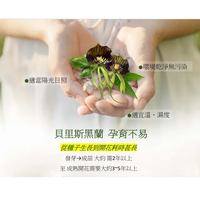 黑蘭極皙儷緻 御顏美容露(1入/組)