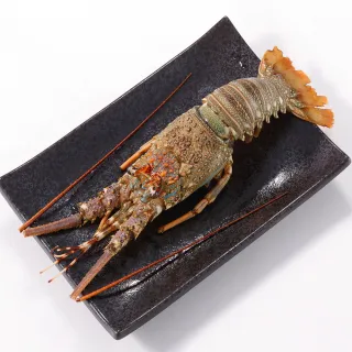【華得水產】野生頂級龍蝦8隻組(200-250G/隻)