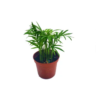 【Gardeners】袖珍椰子 3吋盆 -1入(室內植物/綠化植物/觀葉植物)