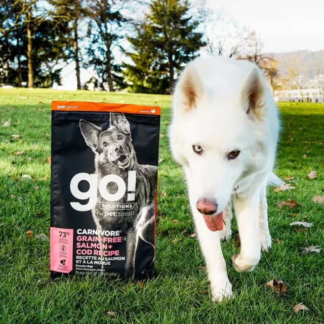 【Go!】海洋鮭鱈 22磅 狗狗高肉量系列 低碳水無穀天然糧(狗糧 狗飼料 護毛 寵物食品)
