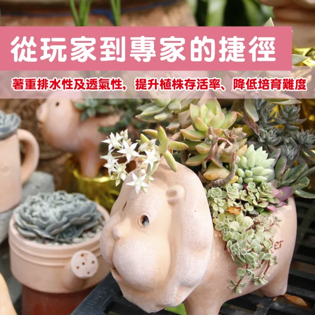 【花公主】多肉植物專用石2L(多肉植物適用/排水/透氣)