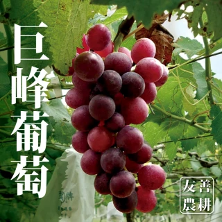 【十翼饌選果】陽光巨峰葡萄5台斤x1箱(5-6袋/箱/黑貓低溫出貨)
