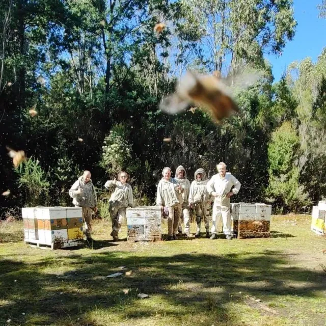 【THE TASMANIAN HONEY COMPANY】澳洲塔斯馬尼亞島聖誕樹生蜂蜜-1kg(Christmas Bush)