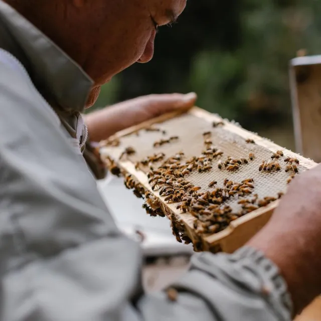 【THE TASMANIAN HONEY COMPANY】澳洲塔斯馬尼亞島野生花蜜生蜂蜜-500g(Wild Flower)