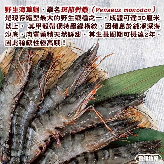 【三頓飯】巨無霸野生海草蝦(4盒_6-7尾/淨重500g)