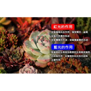 【ROYAL LIFE 皇室生活】LED可定時植物生長燈-三管 2入組(多肉植物燈/水草燈/花卉燈/夾燈/燈條/檯燈)