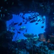 【屏東海洋生物館】10/4偷殺! 雙人★單日門票