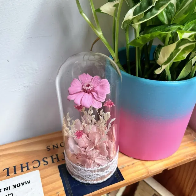 【OSTARA FLORIST 奧斯塔拉花藝】時光百日 永恆之詩(永生花、百日菊、花禮、祝賀、情人節、交換禮物、擺飾)