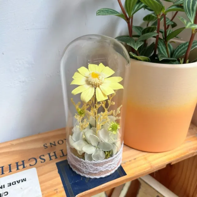 【OSTARA FLORIST 奧斯塔拉花藝】時光百日 永恆之詩(永生花、百日菊、花禮、祝賀、情人節、交換禮物、擺飾)