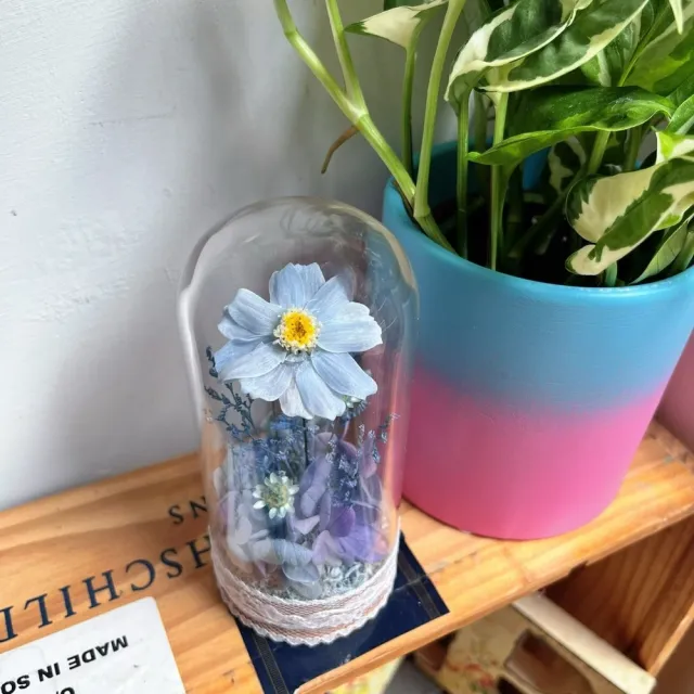 【OSTARA FLORIST 奧斯塔拉花藝】時光百日 永恆之詩(永生花、百日菊、花禮、祝賀、情人節、交換禮物、擺飾)