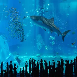 【喜鴻假期】【沖繩4日機票超值促銷】樂桃早去晚回20公斤托運+7公斤隨身行李(含稅/純機票)