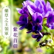 【iVENOR】十時塑孅檸茶x12盒(共120包)