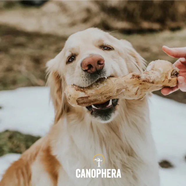 【美好寵商】CANOPHERA 天然咖啡木咬咬棒L號_2入組(磨牙棒 寵物玩具 耐咬啃咬玩具)