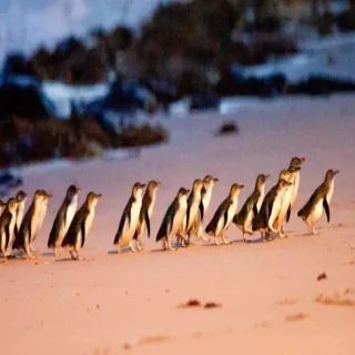 【喜鴻假期】【酷遊澳洲墨雪８日】神仙小企鵝、蒸氣火車、酒莊品酒、藍山國家公園、雪梨歌劇院