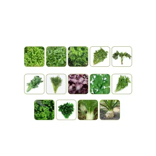 【蔬菜工坊】香辛類種子系列-各包裝數量詳見內文及圖片說明(九層塔 芹菜 芫荽 香菜)