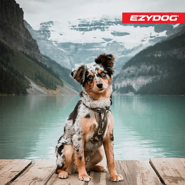 【EZYDOG】狗體工學胸背帶 特殊色 XL號(送400元寵物車用束帶 寵物胸背帶 H型胸背帶 寵物用品 牽繩)
