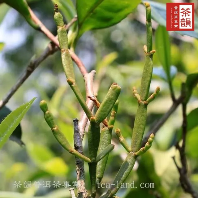 【茶韻】普洱茶2009年雲南景邁山野生寄生螃蟹腳30g/罐裝 極難得野生佳品(生茶/六角馬口鐵罐裝)