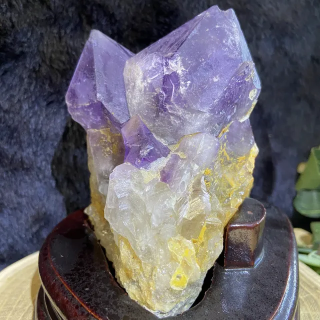 【Cozy 世界水晶原礦與茶】剛果紫晶大牙 43-5(招財和招貴人的磁場)