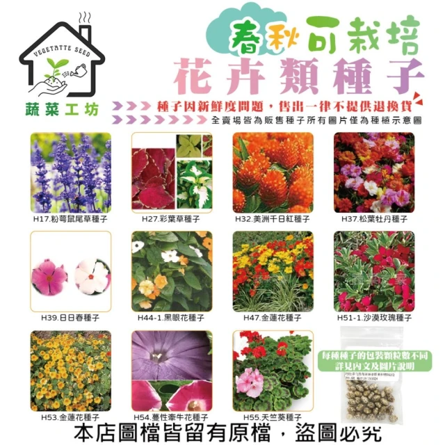 蔬菜工坊