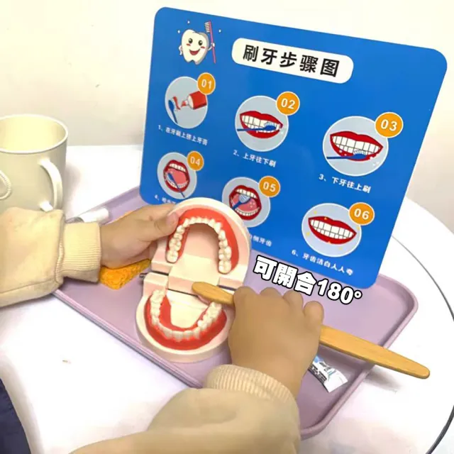 【居然好日子】牙齒模型 有牙縫 牙模教學 幼兒園刷牙練習 口腔模型 潔牙教具 牙模(刷牙教學 牙醫教學道具)