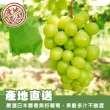 【WANG 蔬果】日本長野/山梨縣溫室麝香葡萄2房禮盒x1盒(350-400g/串 水果禮盒/三節禮盒)