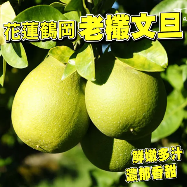 【台灣紅】鶴岡50年老欉特級文旦10斤x1盒(7-12顆/10斤/中秋禮盒_中秋柚子)