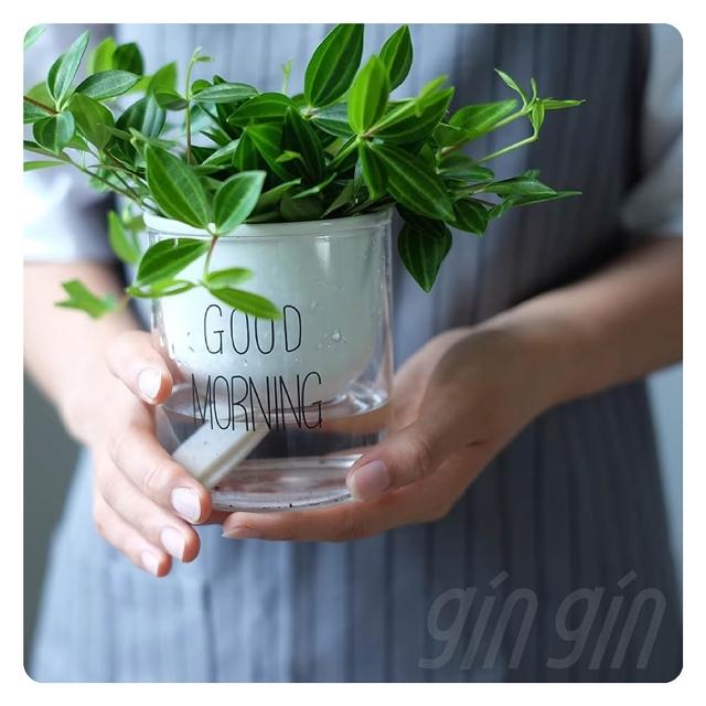 【gin gin】看光光自動吸水盆栽 懶人盆栽_兩款可選(直徑13-15cm 吸水花盆 透明花盆 水培花盆)