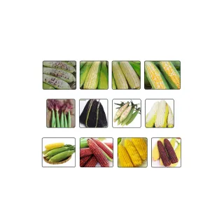 【蔬菜工坊】玉米種子系列-各包裝數量詳見內文及圖片說明(水果玉米 玉米筍 糯玉米 超甜玉米)