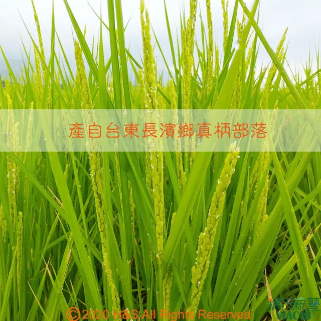 【穠研薪藝】台東長濱天癒五生糙米X2包組(1.8公斤/包)