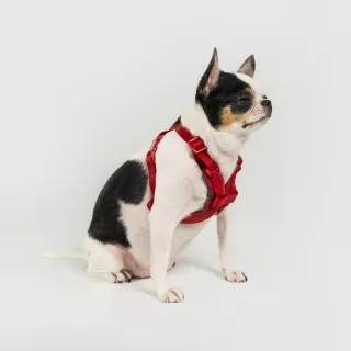 【SPUTNIK 斯普尼克】Explore 胸背帶 S號｜台灣製造・不傷氣管(貓狗適用 寵物外出用品 寵物胸背帶)