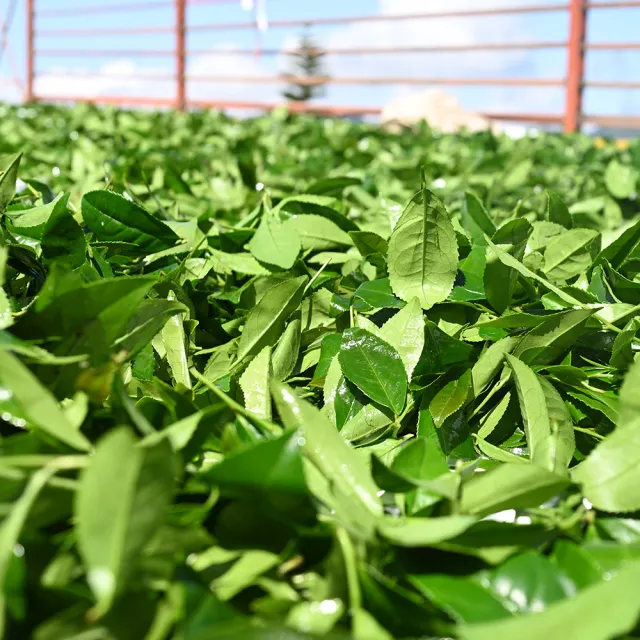 【Funbodhi 方菩提】奶香金萱茶/烏龍茶/高山茶75gx40包(共5斤;冷泡茶/阿里山/春茶)