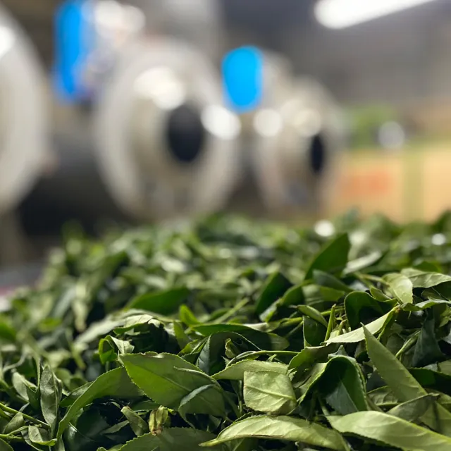 【Funbodhi 方菩提】甘露梨山高山茶75gx8包 高山茶 烏龍茶(共1斤;冷泡茶/梨山產區/年節禮物)