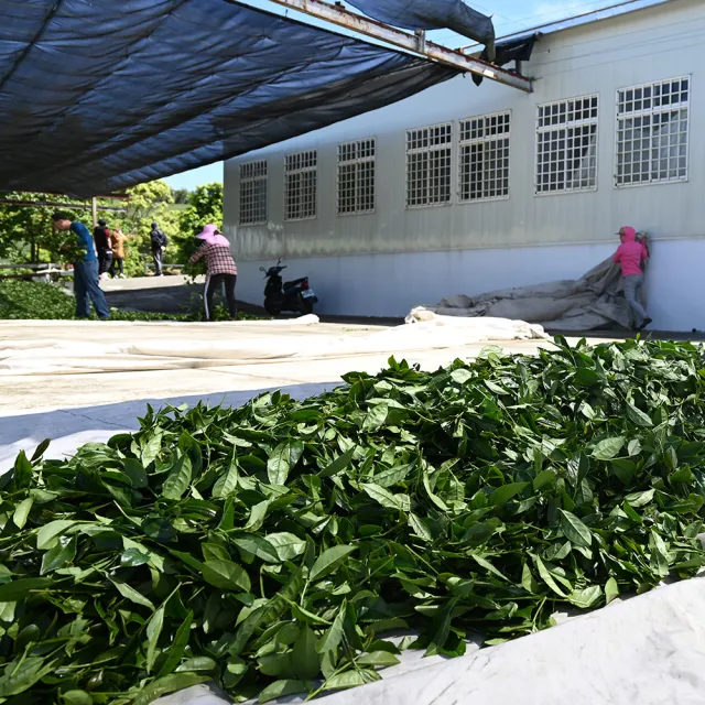 【Funbodhi 方菩提】奶香金萱茶/烏龍茶/高山茶75gx8包(共1斤;冷泡茶/阿里山/春茶)