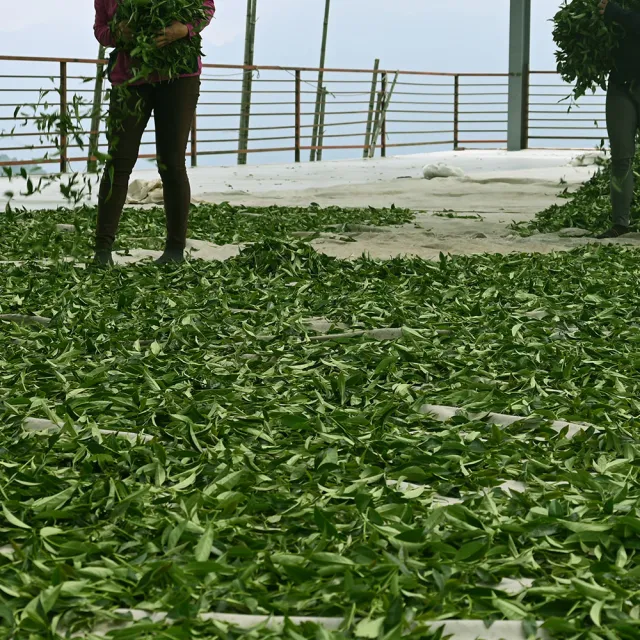 【方菩提】嚴選高山黃金烏龍茶75gx8包(共1斤;冠軍茶;冷泡茶 春茶 阿里山產區)
