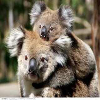 【喜鴻假期】【東澳全覽９日】歌劇院、藍山、港灣大橋、菲利浦島、百萬遊艇、天堂鄉牧場、蒸汽火車