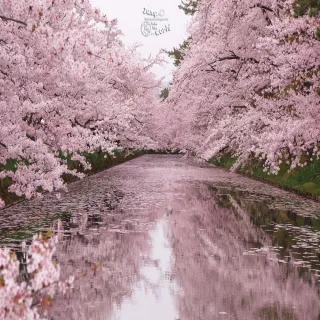 【喜鴻假期】【日航賞櫻東北北海道８日】角館櫻花、弘前公園、奧入瀨、銀山溫泉、大內宿、函館夜景