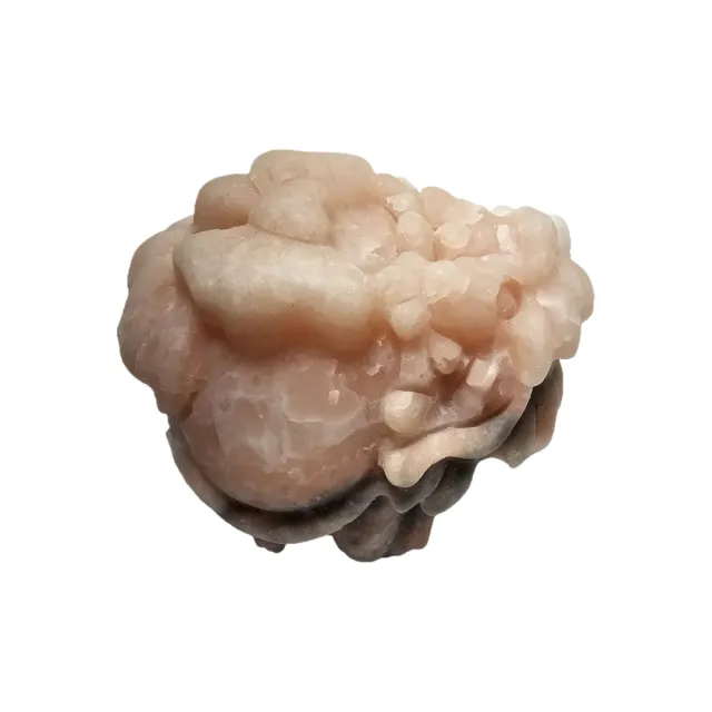 【藏古祥館】蝴蝶結龍龜  XA47(龍龜)