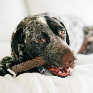 【Outward hound】森林 史迪克 2件組 M 中型犬適用（原 Petstages）(狗玩具 潔牙 耐咬 安全無毒)