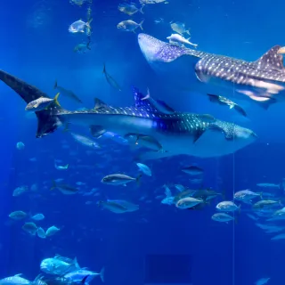 【喜鴻假期】★秋戀沖繩５日★奧武島炸天婦羅、美麗海水族館、銀河號半潛艇、沖繩兒童王國、iias豐崎商場