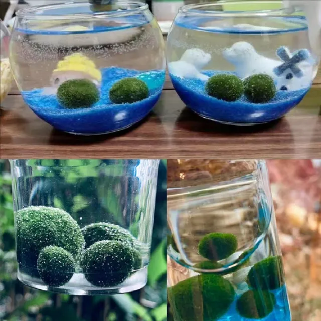 【A-ONE 匯旺】藍+粉 獨角獸 綠藻球微景觀水草瓶 含2顆綠藻 白光LED 150ml布丁杯 聖誕節禮物