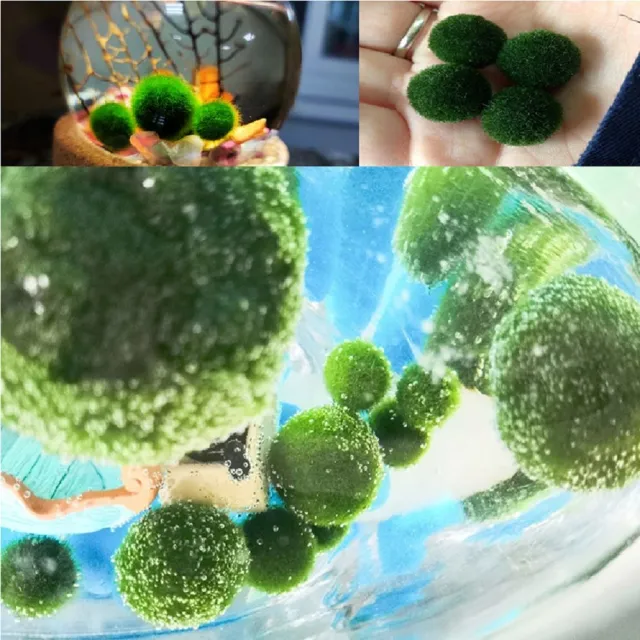 【A-ONE 匯旺】萬聖節 死神 綠藻球微景觀瓶 含2顆綠藻 白光LED 150ml布丁杯 DIY水培盆栽生態