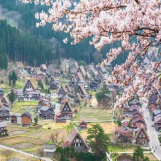 【喜鴻假期】【漫漫櫻花名古屋５日】賞櫻名所彥根城、白川鄉合掌村、兼六園、新穗高纜車、高山老街