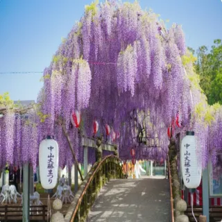 【喜鴻假期】【九州親紫探險趣5日】中山紫藤、叢林巴士、海生館、別府纜車、柳川搖船、九重夢大橋