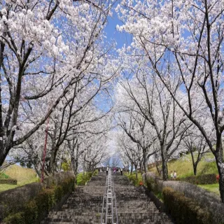 【喜鴻假期】【熊愛春櫻九州5日】櫻花下野餐、和菓子體驗、熊本城、湯布院、柳川遊船、菊池神社