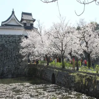 【喜鴻假期】【九州親子趣賞櫻５日】叢林巴士、海之中道海生館、別府纜車、柳川搖船、九重夢大橋