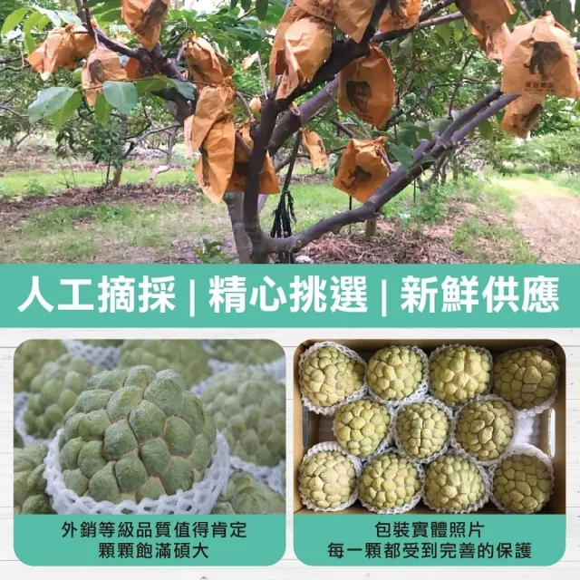 【WANG 蔬果】台東大目釋迦_特大果4-5顆x1箱(5斤/箱_果農直配)