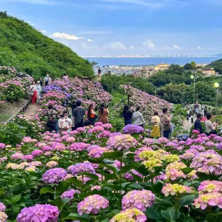 【喜鴻假期】【繡球花季．黑部立山雪牆５日】名古屋萬怡、白川鄉合掌村、上高地、繡球花之里