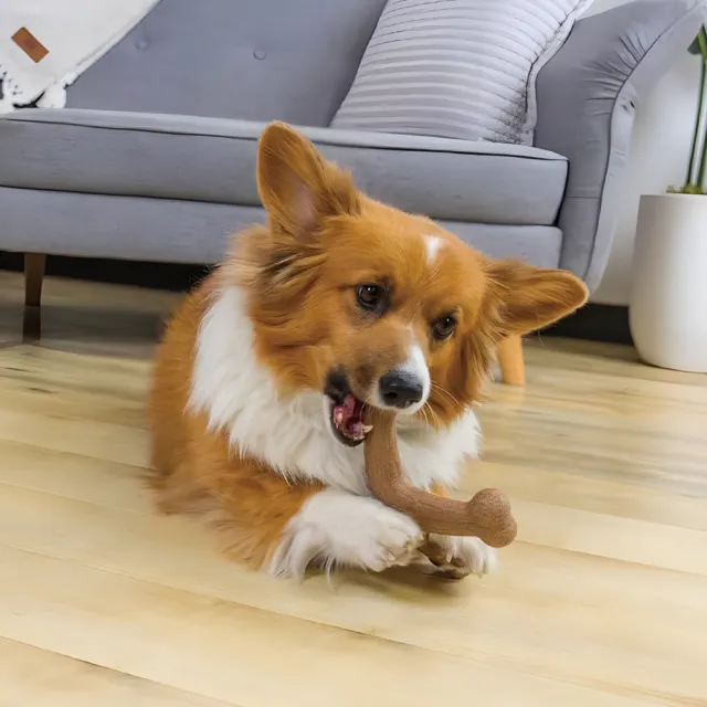 【Petstages】四角史迪克 寵物玩具 培根風味 中型犬大型犬適用 磨牙棒 潔牙 耐咬 狗玩具