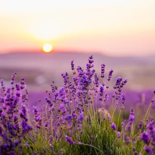 【喜鴻假期】【酷遊FUN暑假北海道６日】函館百萬夜景、富良野花田、企鵝遊行、絕景青池、洞爺湖畔花火